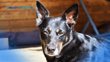 Poradnik #AdoptujMistrza: Akcesoria spacerowe dla psa i kota