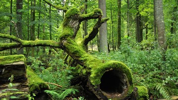 Naukowcy z PAN prognozują: za kilkadziesiąt lat z polskich lasów może zniknąć 75 proc. drzew