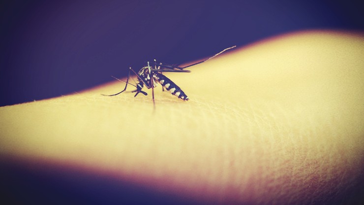 Chcą stworzyć zmodyfikowane komary, które zniszczą swój gatunek. Pomysł wsparł finansowo Bill Gates