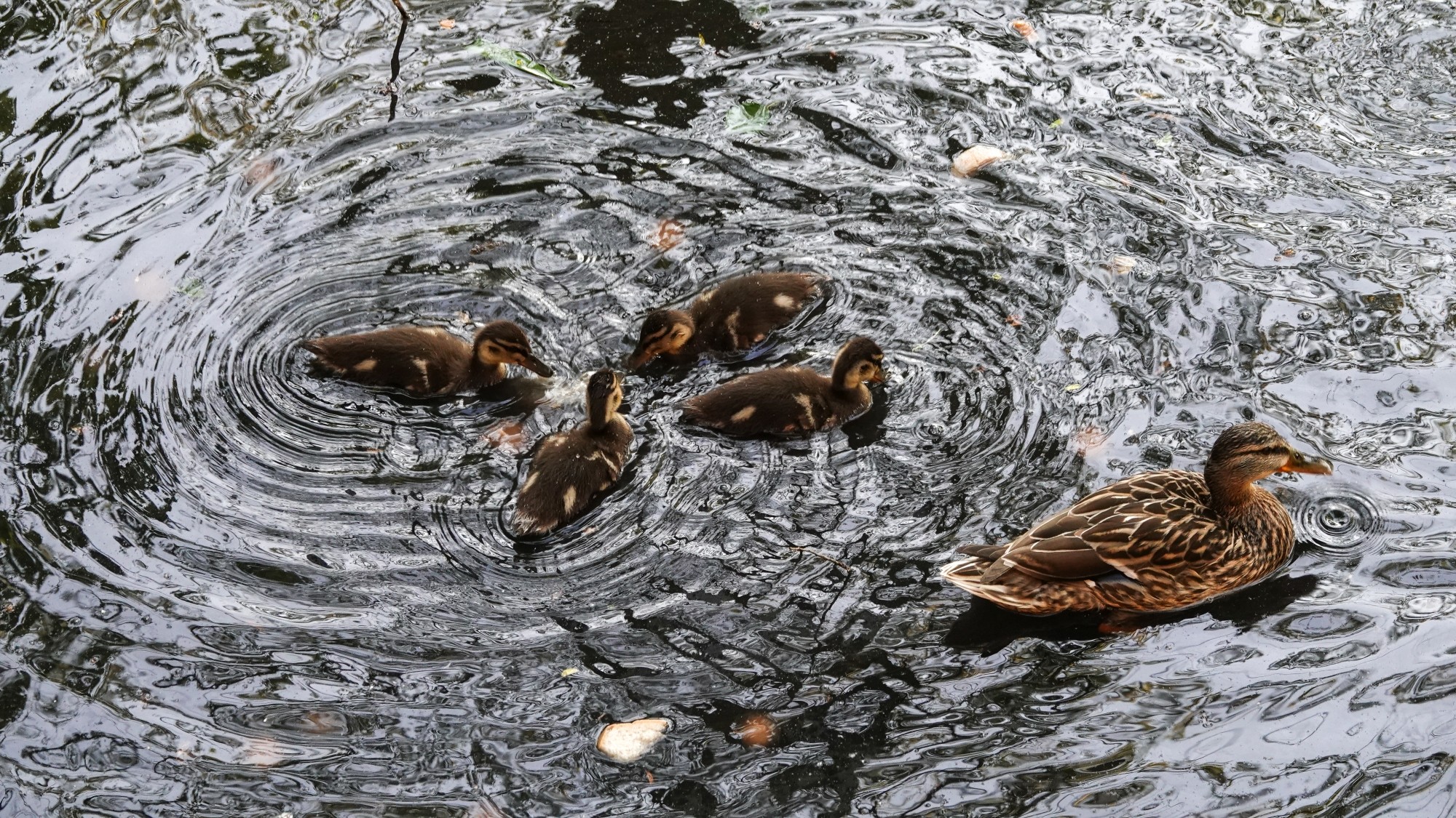 Z kamerą wśród zwierząt - zdjęcie 32