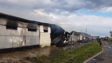 Pożar chlewni pod Poznaniem. 2 tys. świń zginęło po tym, jak zawalił się na nie płonący dach
