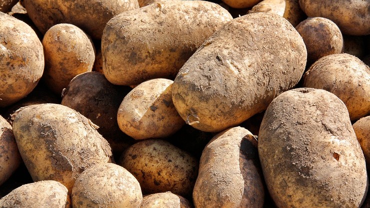 Ziemniaki będą miały oznaczenie kraju pochodzenia. Minister rolnictwa zapowiada zmiany