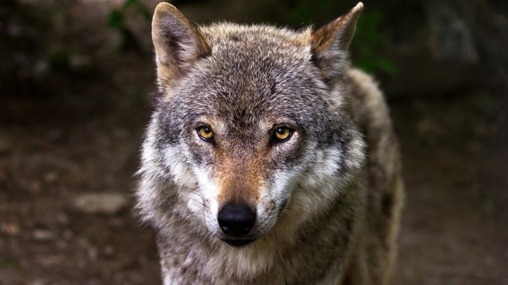Urzędnicy zgodzili się na odstrzał watahy wilków. Zoo chce pomóc zwierzętom