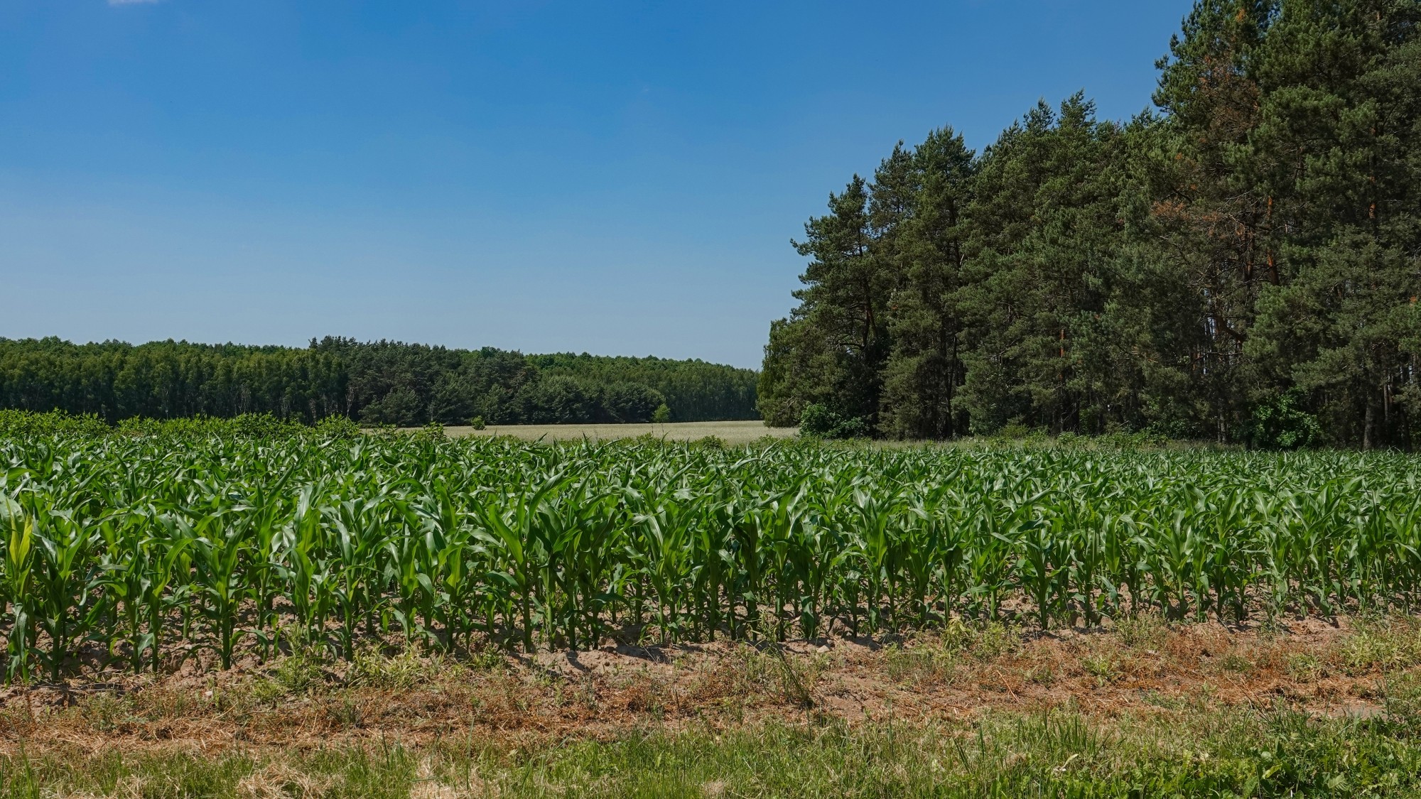 Lato w plenerze - zdjęcie 50