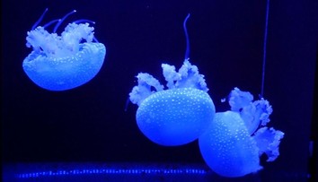 "To widok jak ze snu". Akwarium z meduzami zapiera dech w piersiach