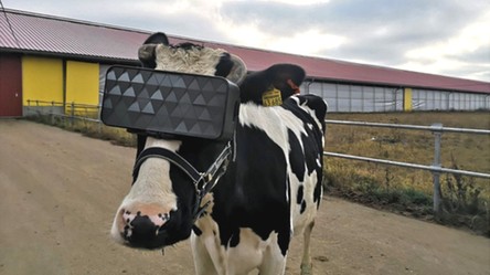 Moskiewskie krowy kochają technologię i na co dzień relaksują się w headsetach VR