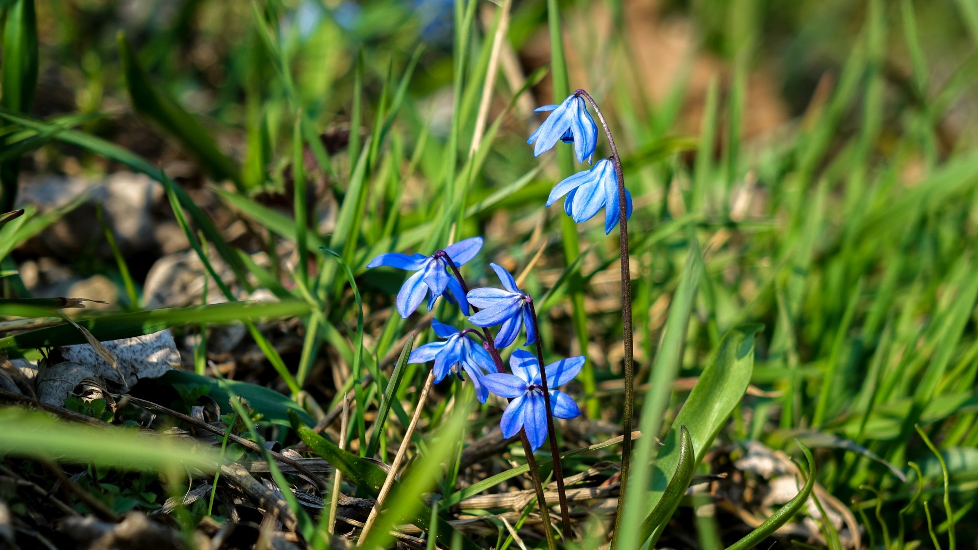 Wiosenna pobudka - zdjęcie 26