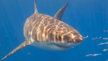 Śmiertelny atak rekina. 56-letnia Amerykanka nie miała żadnych szans