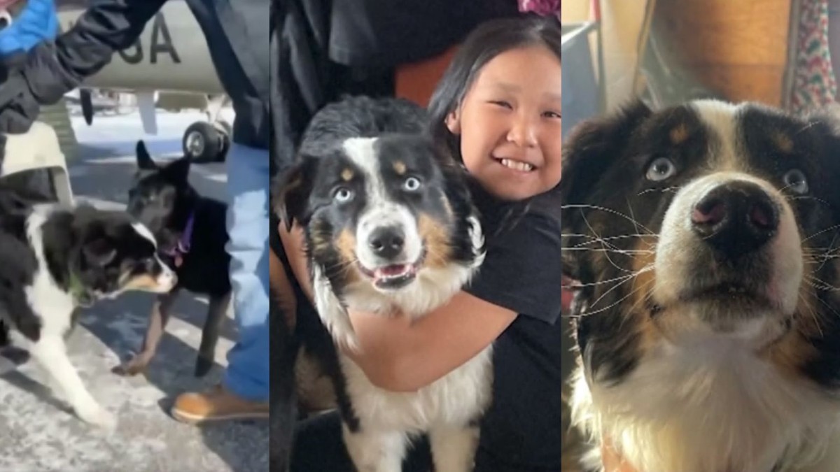 Alaska: Przeszedł ponad 240 kilometrów. Pies Nanuq odnaleziony po ponad miesiącu
