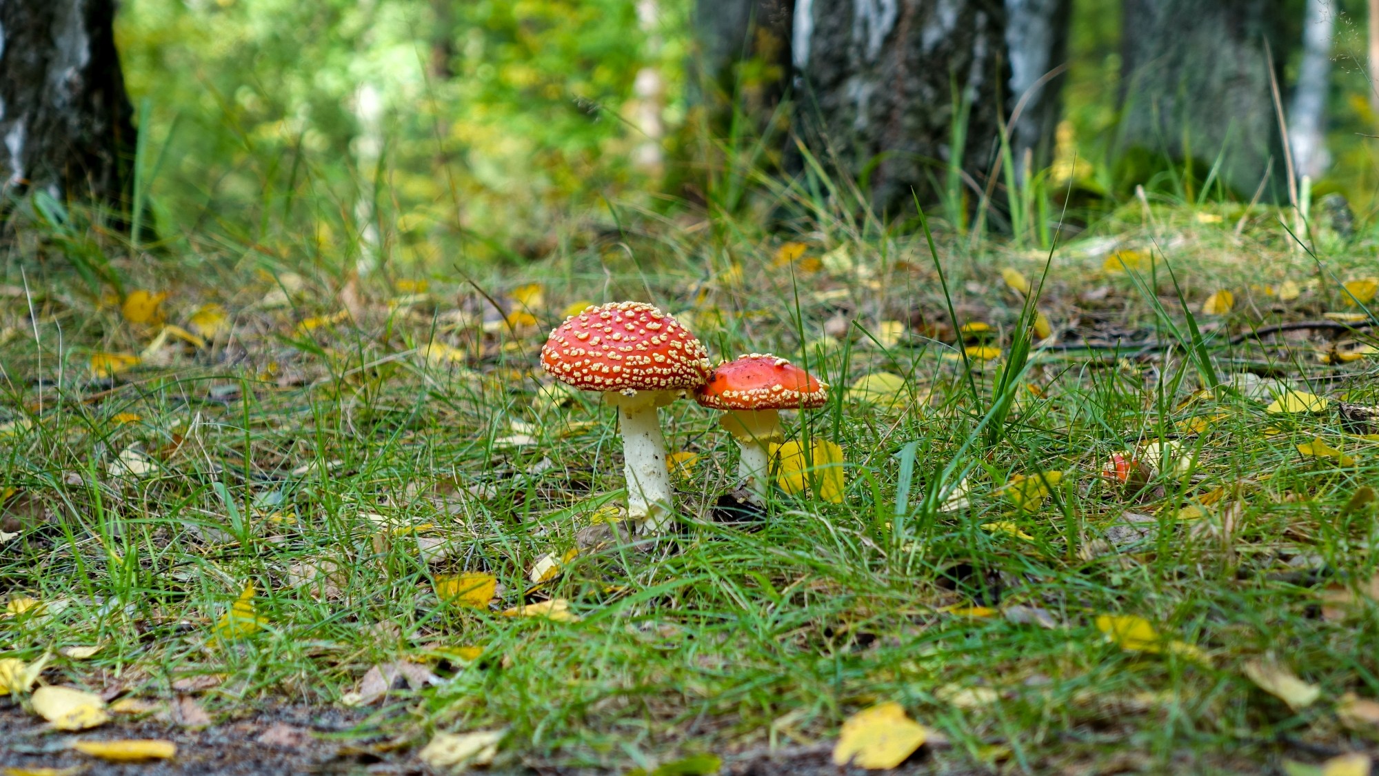 Późne lato na łonie natury - zdjęcie 32