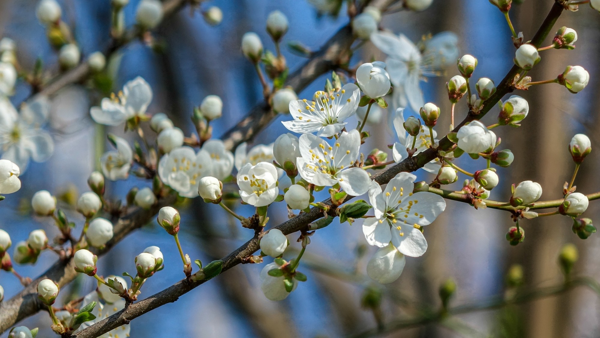 Kwitnąca wiosna - zdjęcie 13