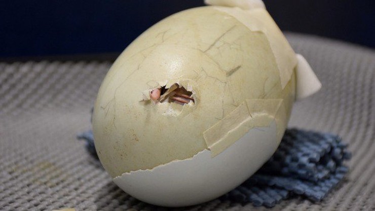 Kiwi z pękniętego jajka uratowany. Gatunkowi grozi wymarcie