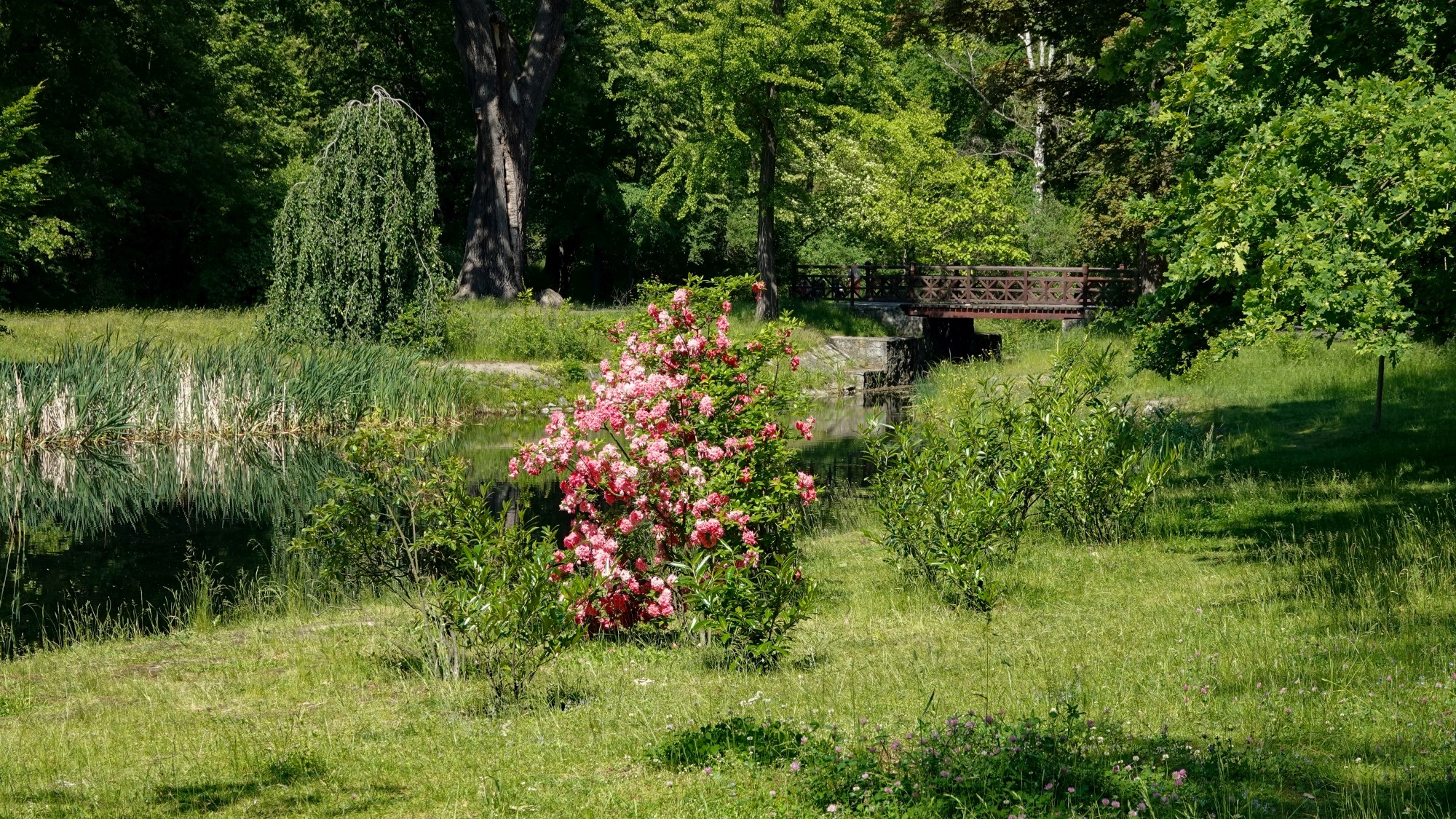 Całe piękno późnej wiosny - zdjęcie 50