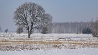 04.02.2021 09:00 Arktyczne powietrze wdziera się do Polski. Z każdym dniem coraz mroźniej. Kiedy nastąpi apogeum?