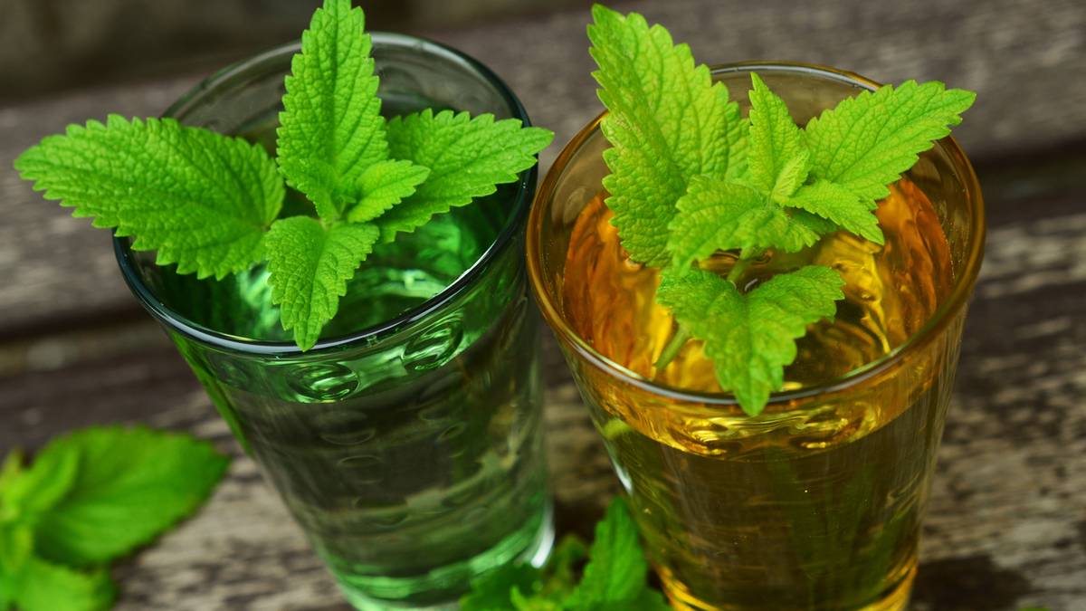 Bakteria salmonelli wykryta w melisie. Jest komunikat GIS