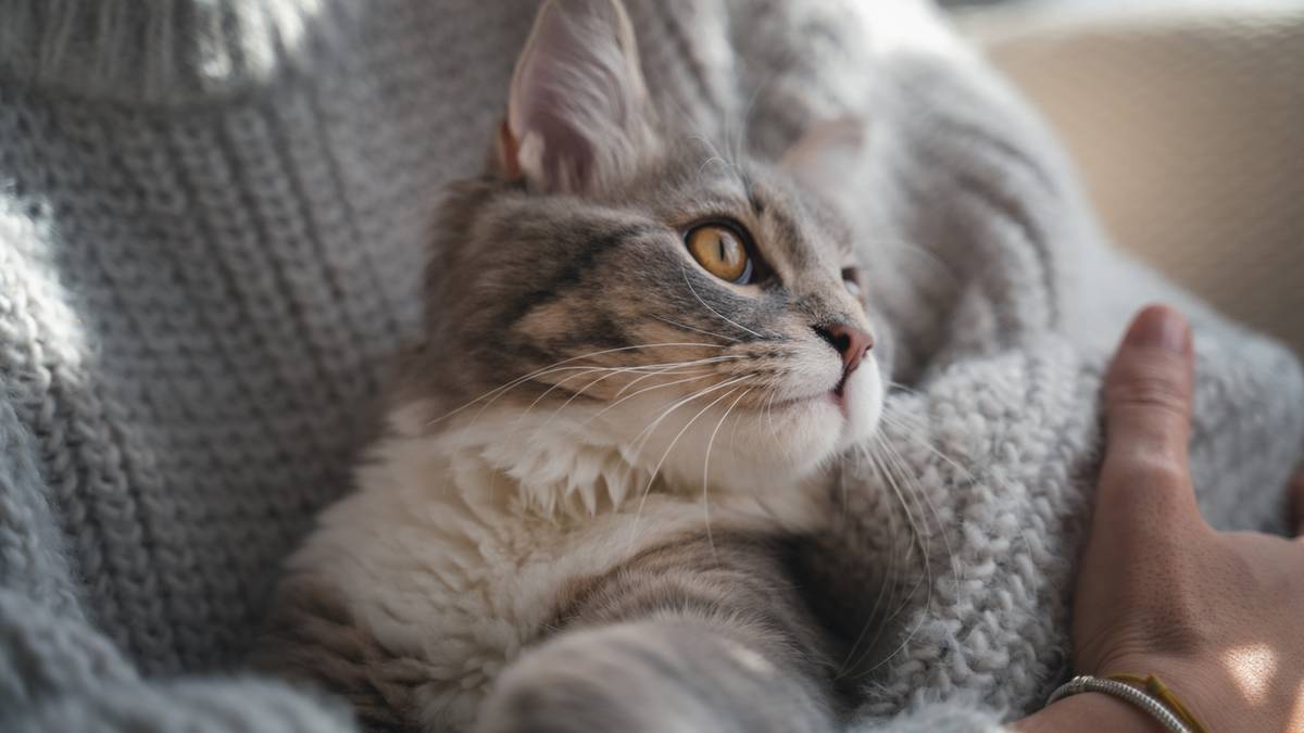 Szary kot o żółtych oczach leży wtulony w szary sweter, trzymany przez ludzką dłoń.