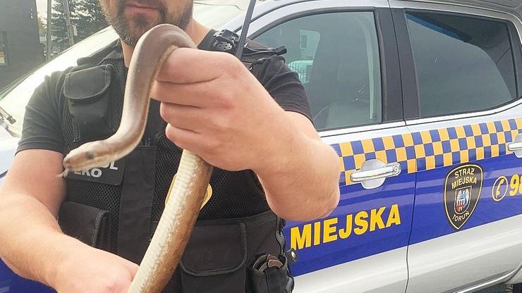 Kolumbijski dusiciel w Toruniu. Węża znaleziono w śmieciarce