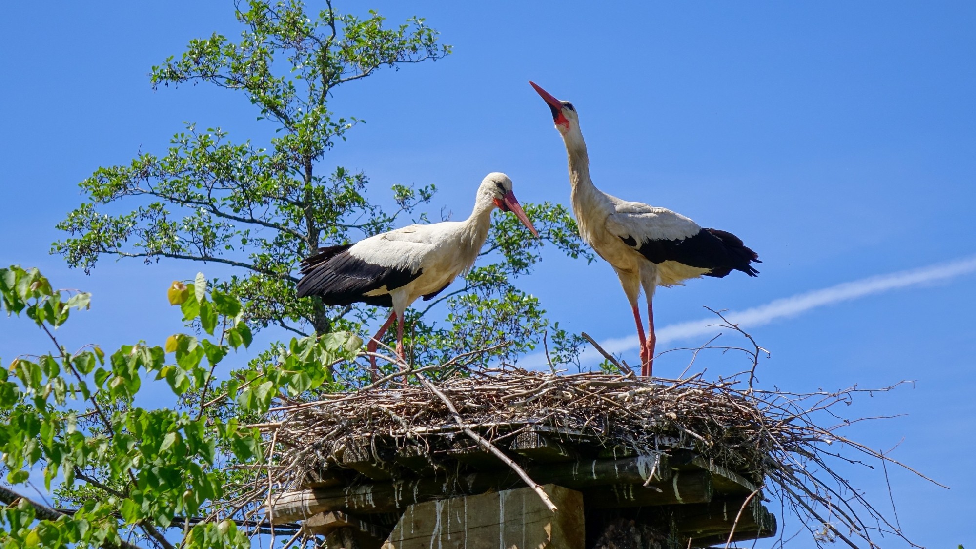 Z kamerą wśród zwierząt - zdjęcie 22