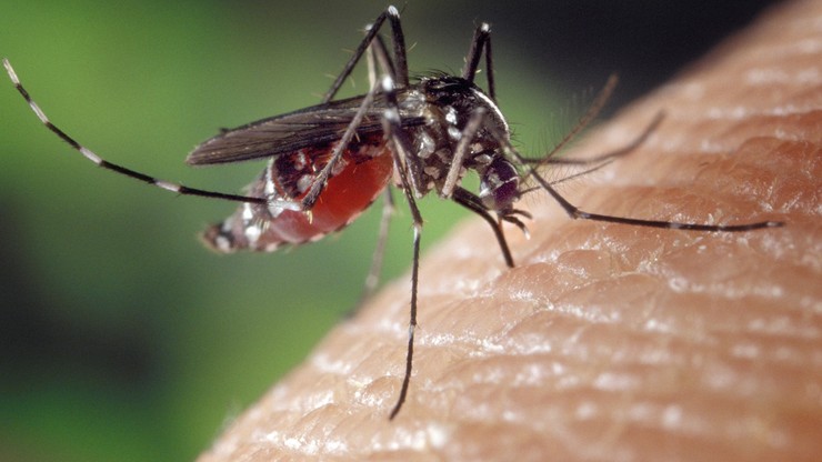 Wirus Zika może wywołać nową pandemię. Naukowcy: wystarczy niewielka mutacja