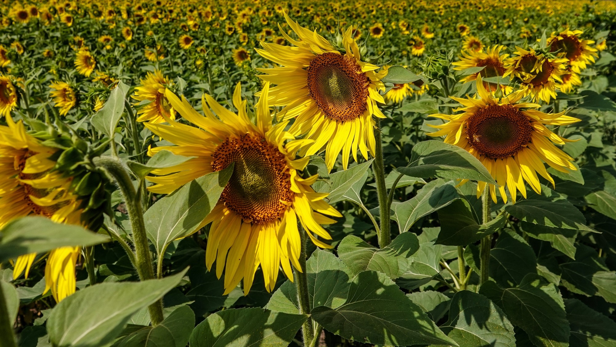 Kochamy Polskę - zdjęcie 13