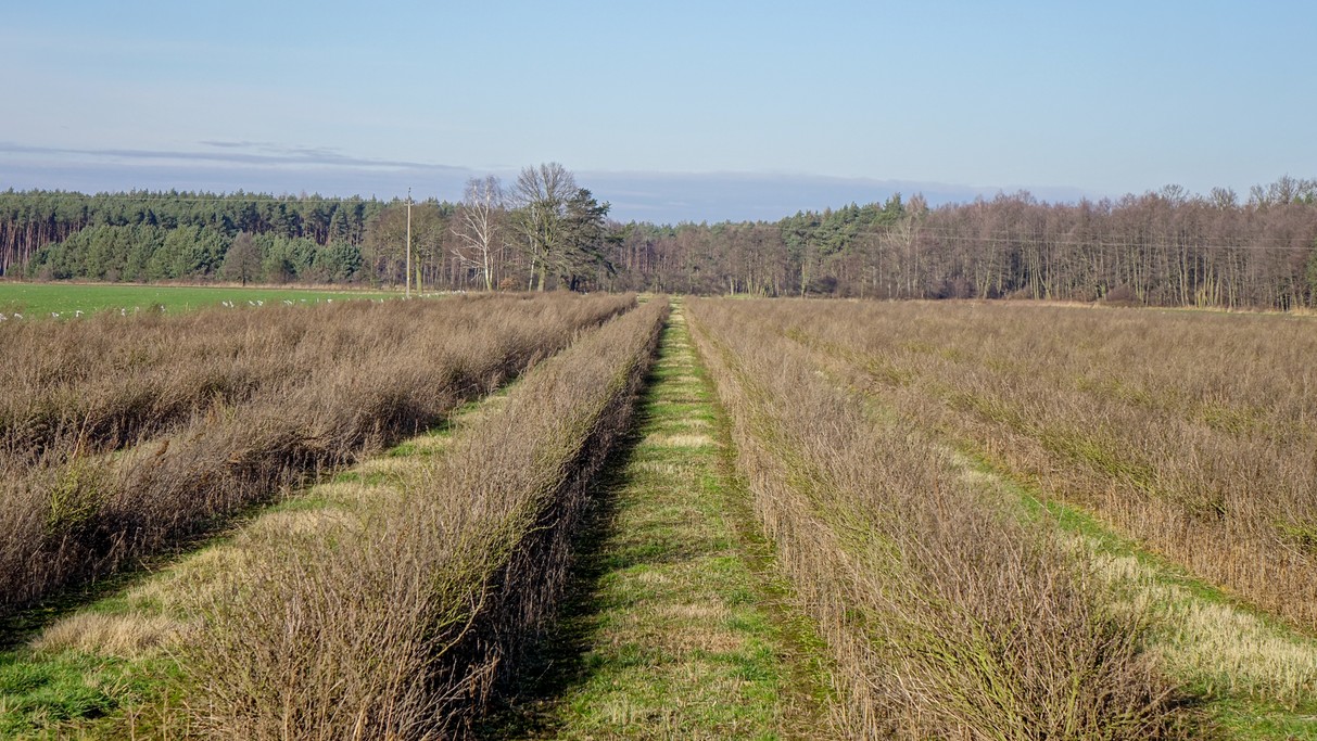 Grudzień w obiektywie - zdjęcie 26
