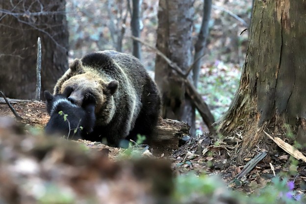 Niedźwiedzia rodzina z Baligrodu