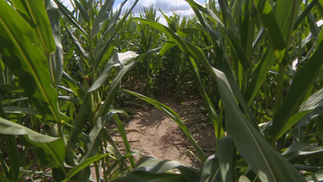 Przerażające odkrycie na polu kukurydzy. 38-latek z zarzutami