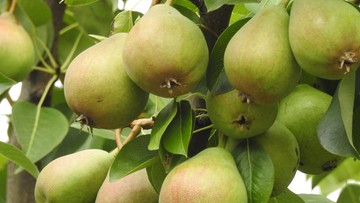 Przycinanie drzew owocowych – jabłoni i gruszy. Co warto wiedzieć?