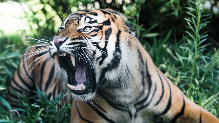 Tygrysy uciekły z parku rozrywki i zagryzły opiekuna