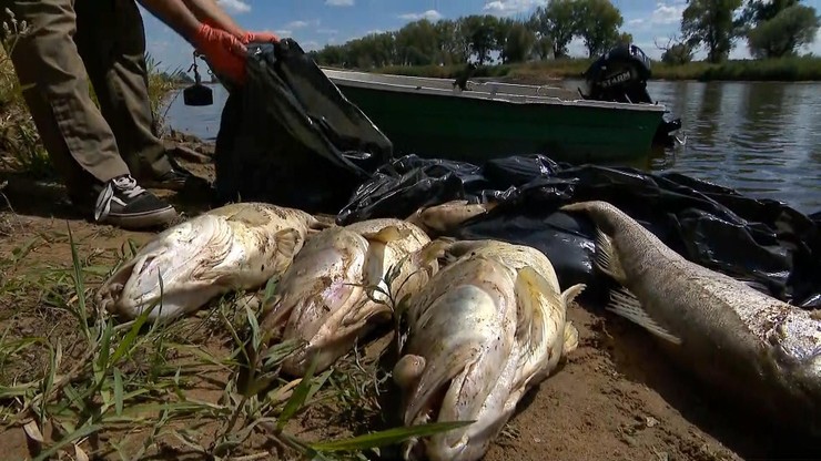 Śnięte ryby, skażona Odra. Wiceminister: Duże przedsiębiorstwa wrzucają nielegalnie ścieki do Odry