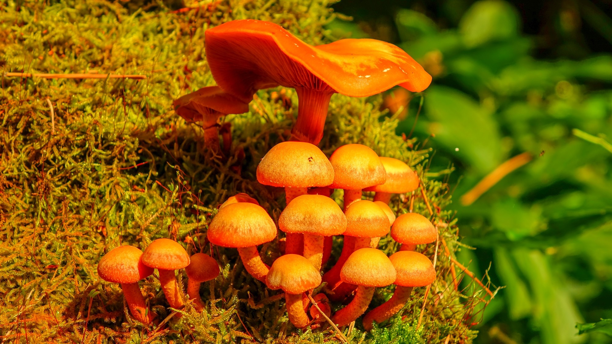 Sezon na grzyby - zdjęcie 11