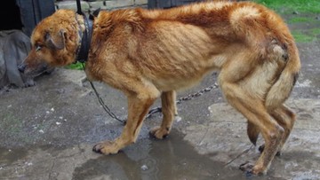 Zagłodzony pies o krok od śmierci. Prokuratura wszczęła śledztwo