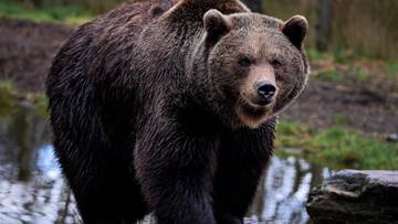 2024-03-27 Słowacja. Agresywny niedźwiedź wtargnął do miasteczka. Władze go &quot;wyeliminowały&quot;
