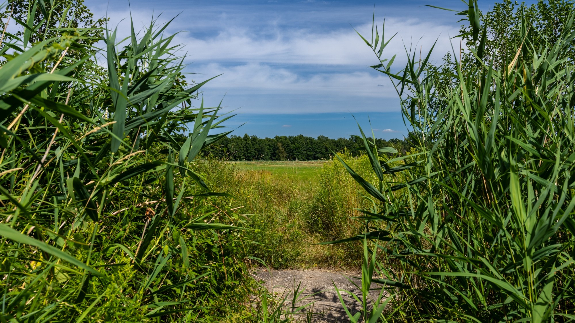 Kolory lata - zdjęcie 66