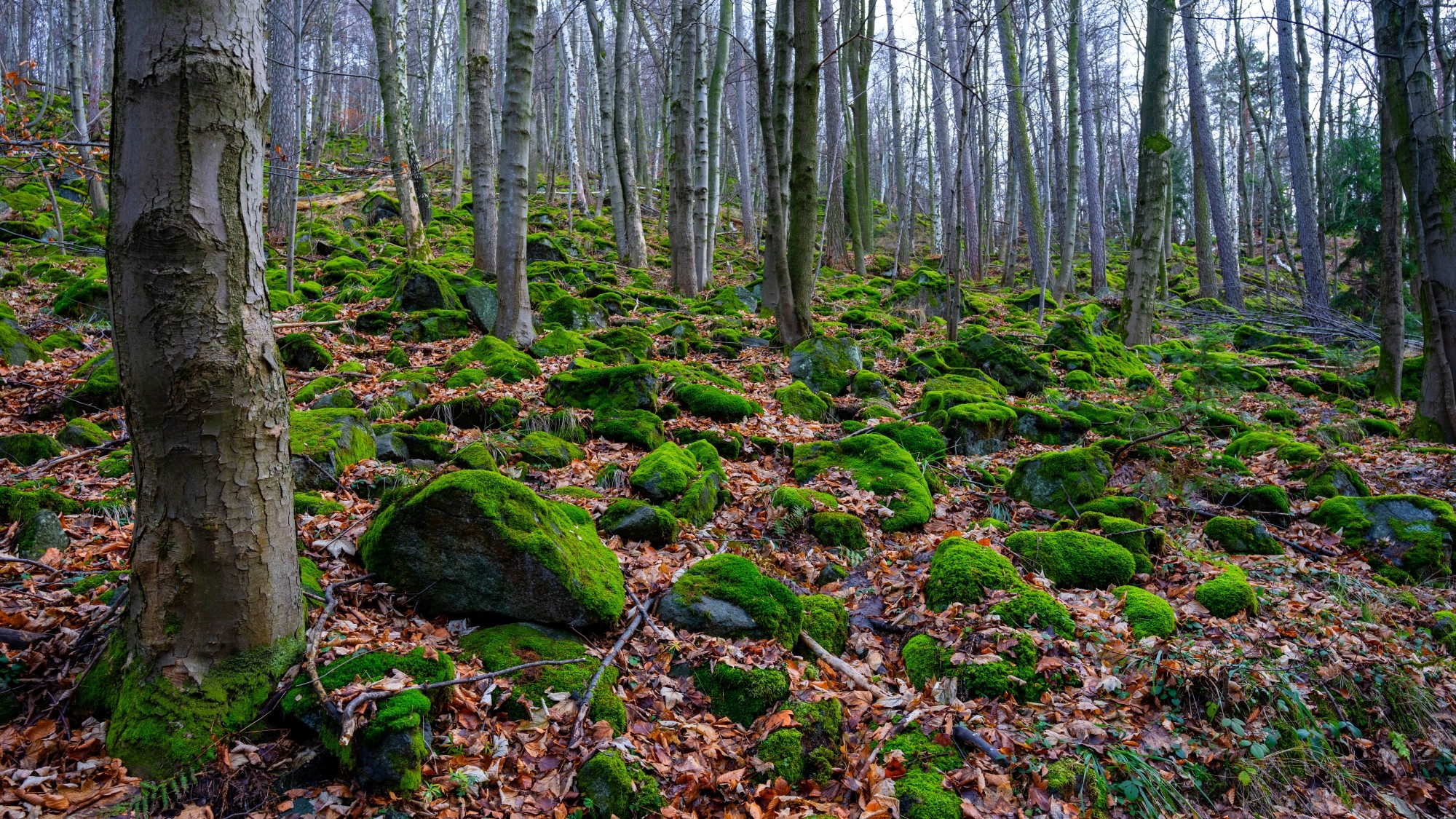 Różne oblicza zimy - zdjęcie 11