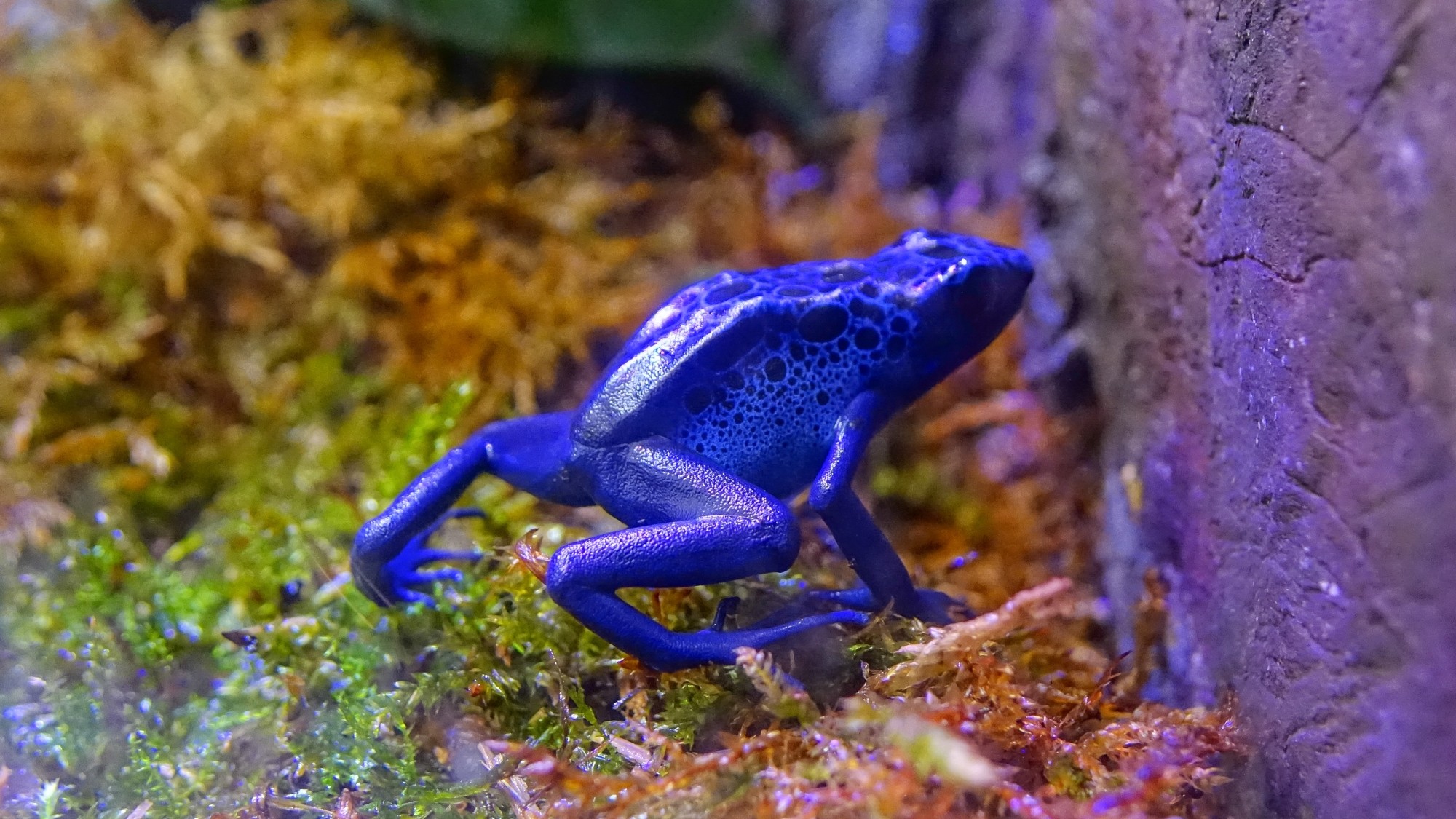 Z kamerą wśród zwierząt - zdjęcie 88