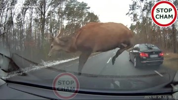 Stado jeleni wyskoczyło na auto