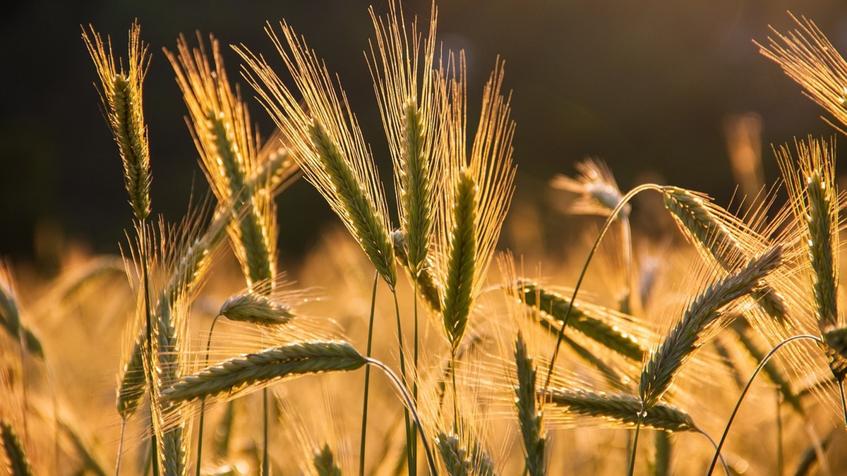 Zbiory zbóż w 2023 – czy będą niższe niż rok temu? Szacunki GUS