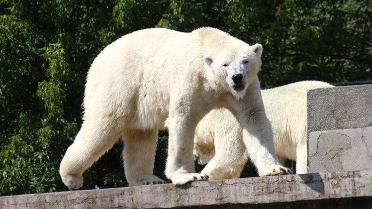 Tort lodowo-śledziowy, czyli warszawskie niedźwiedzie polarne świętują urodziny