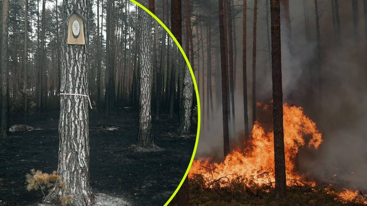 Dwa obrazy lasu. Lewy obraz przedstawia spalony las, z ocalałym drzewem, na kt&oacute;rym wisi mały obrazek. Prawy obraz pokazuje płonący las z gęstym dymem i płomieniami.