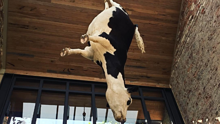 Nad głowami klientów restauracji... zawisła krowa. Petycja w sprawie kontrowersyjnej instalacji