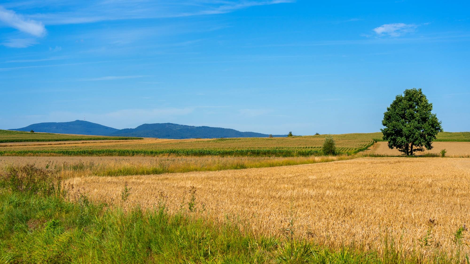 Kolory lata - zdjęcie 25