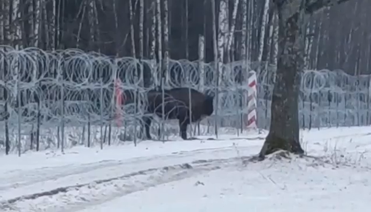 Granica polsko-białoruska. Polskie wojsko przepuściło żubra przez zaporę, by mógł wrócić do stada