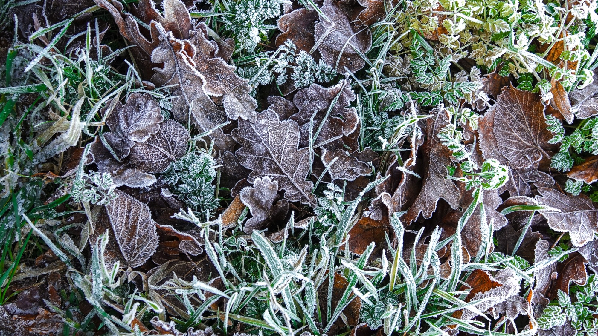 Szron pod lupą - zdjęcie 13