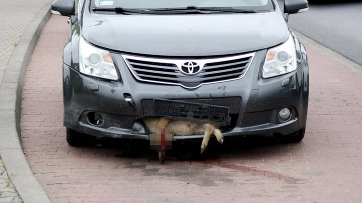 Toyota zderzyła się z dzikiem. Zwierzę wbiło się pod maskę samochodu