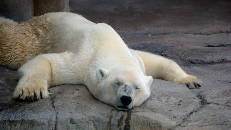 Dziś Światowy Dzień Niedźwiedzia Polarnego