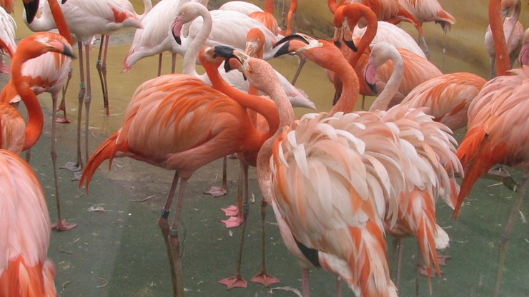 Dzieci kamieniami zabiły flaminga karmazynowego. W czeskim zoo