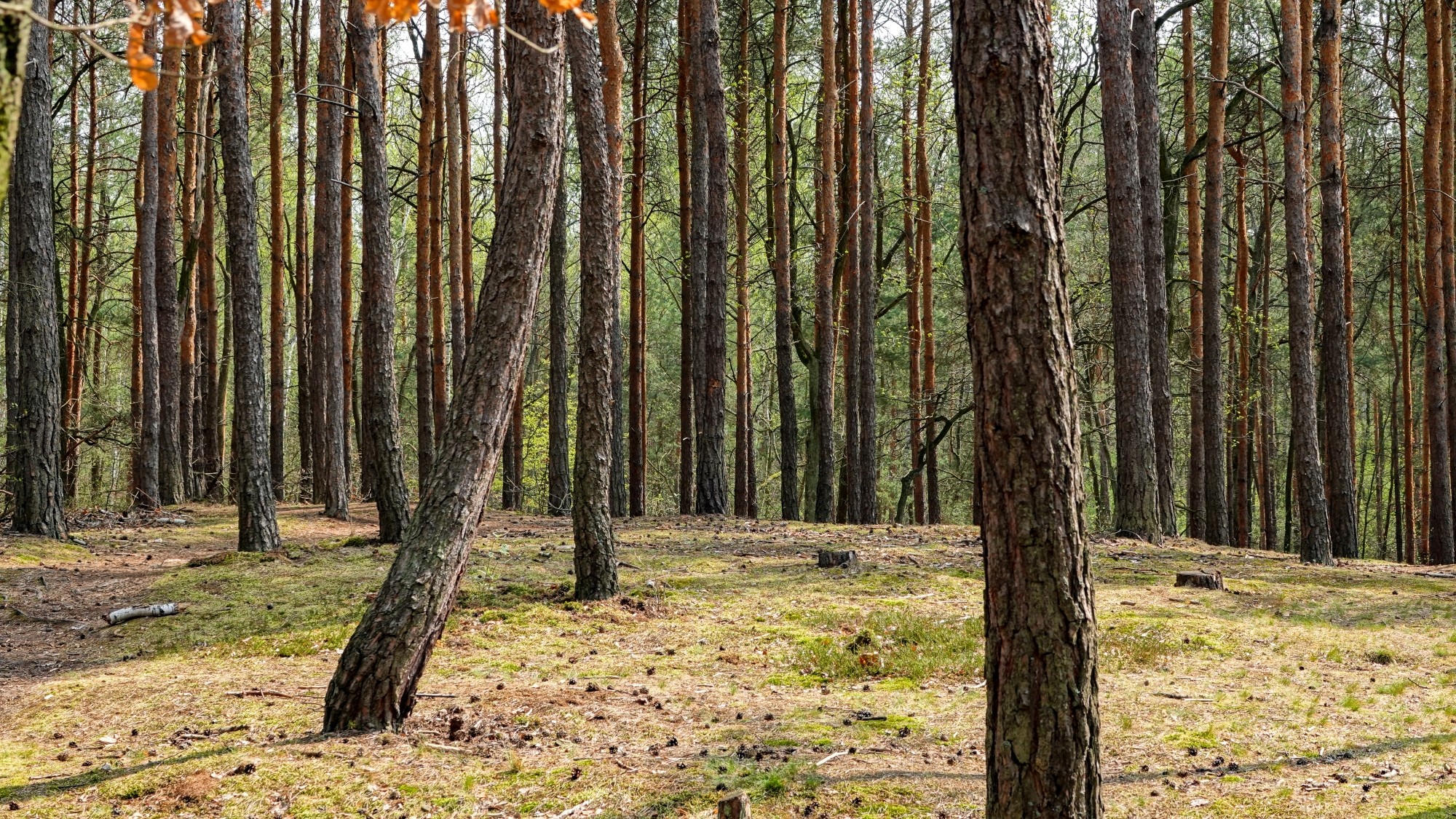 Kwiecień w obiektywie - zdjęcie 64
