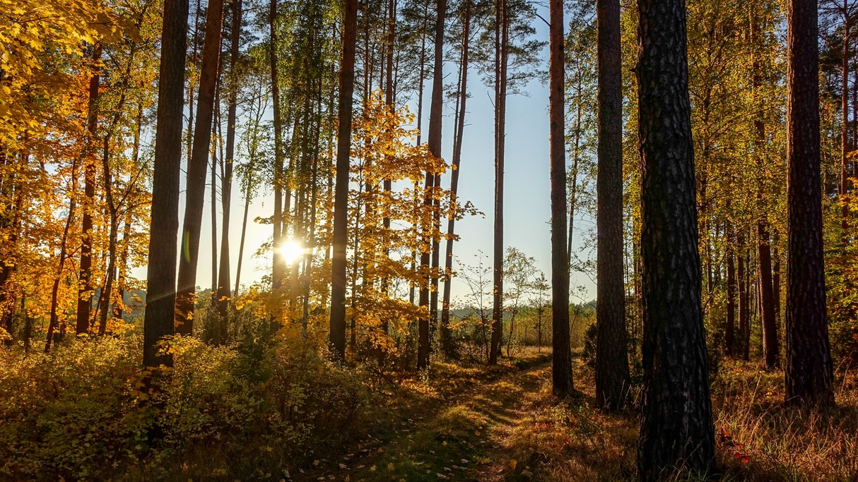 Podróż przez jesienną Polskę - zdjęcie 42