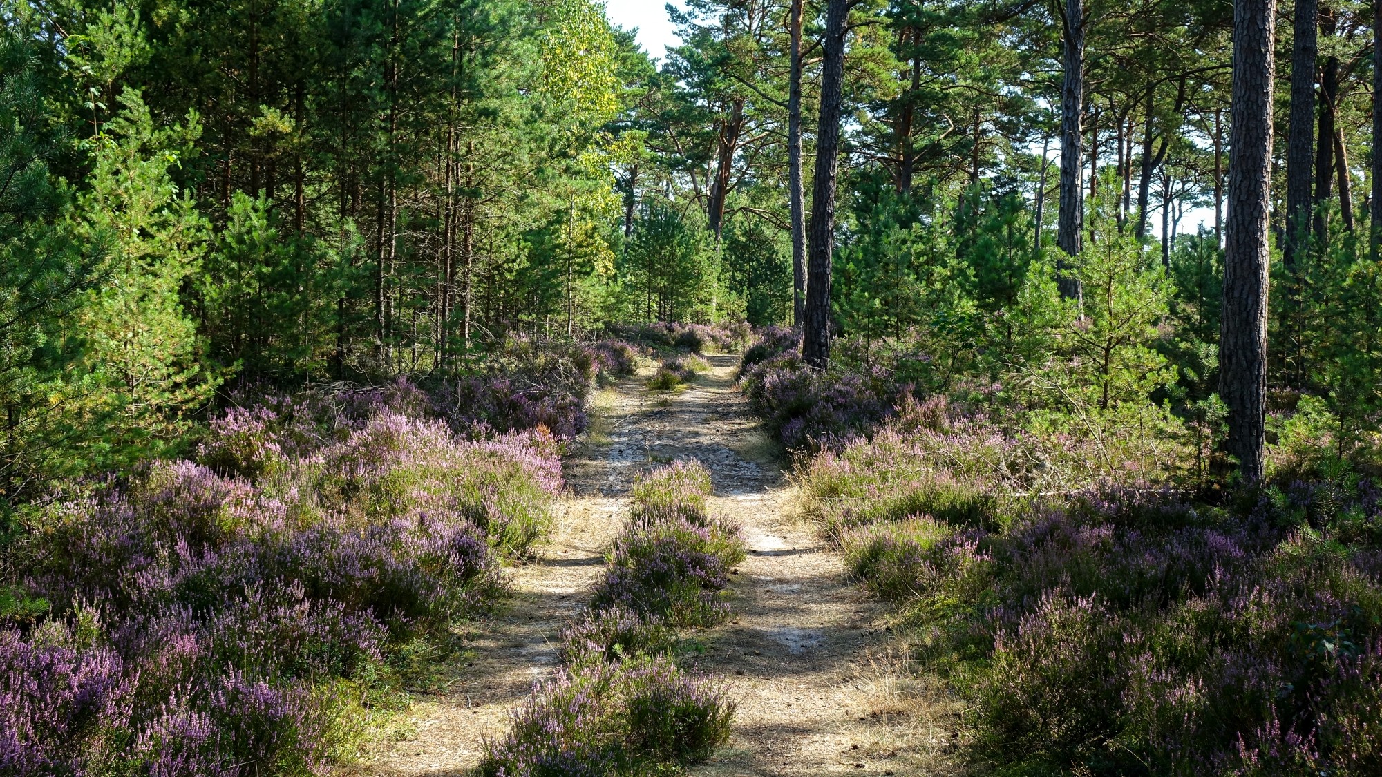 Sierpień w obiektywie - zdjęcie 30